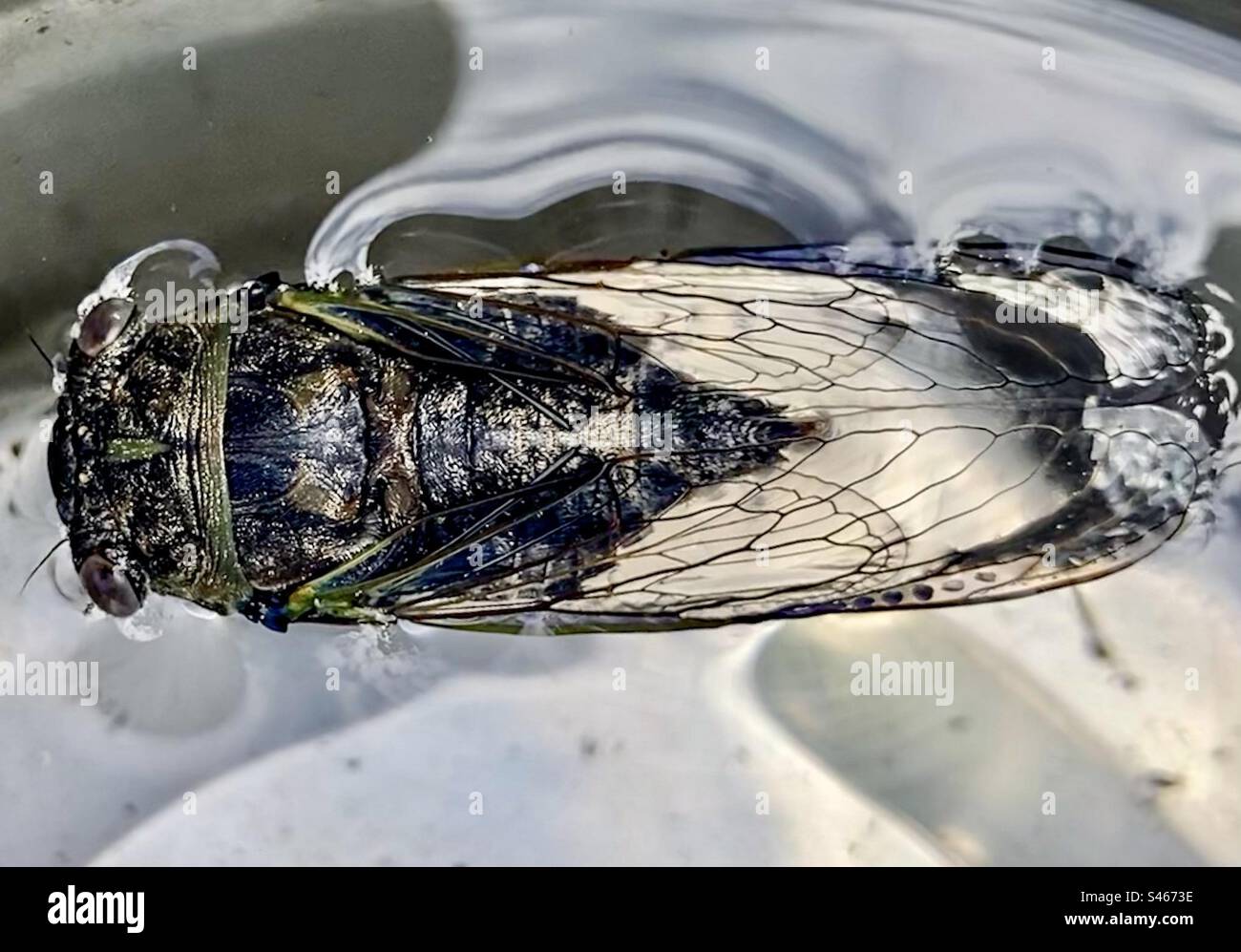 A Cicada, pre-molt, floating in a water dish. - Smartphone Captured Stock Image