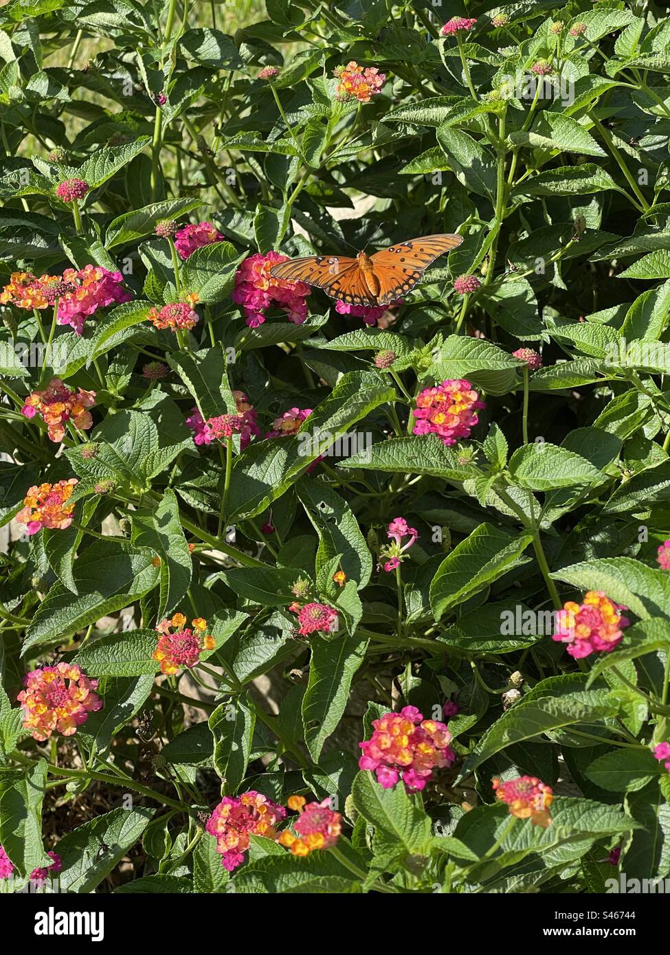Butterfly on lantana Stock Photo Alamy