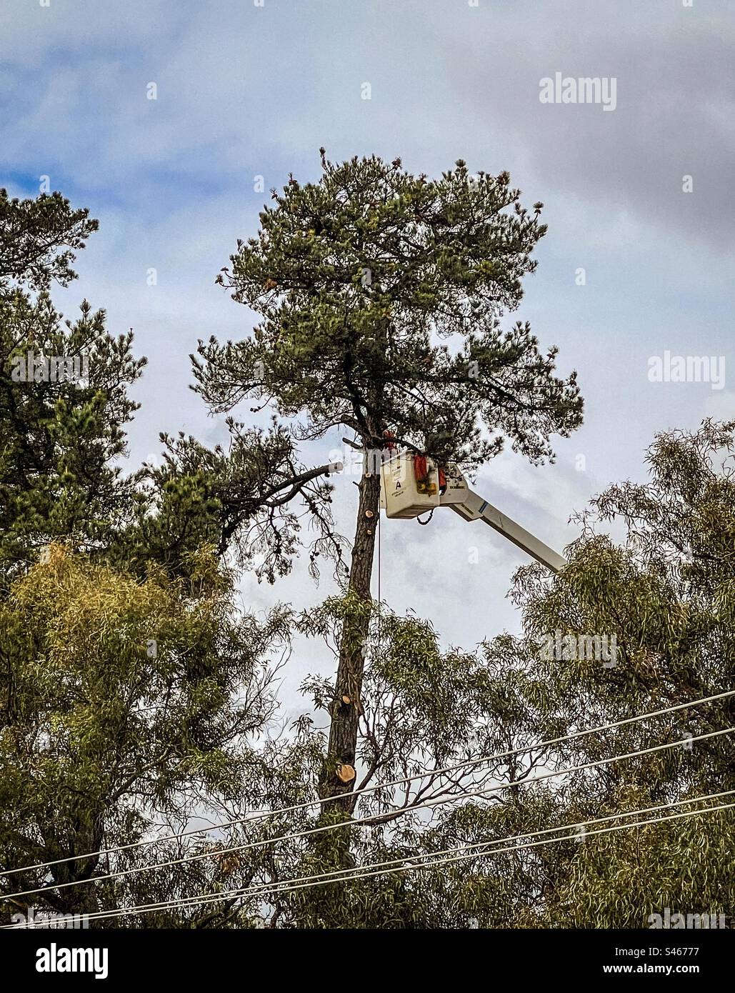 A man standing in aerial platform/ mobile sky lift while sawing branches off a tall tree. - Smartphone Captured Stock Image