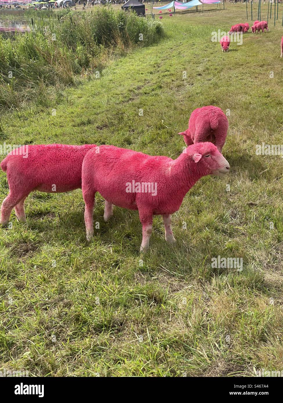 A Pink Sheep! Here is a picture of the famous pink sheep of the