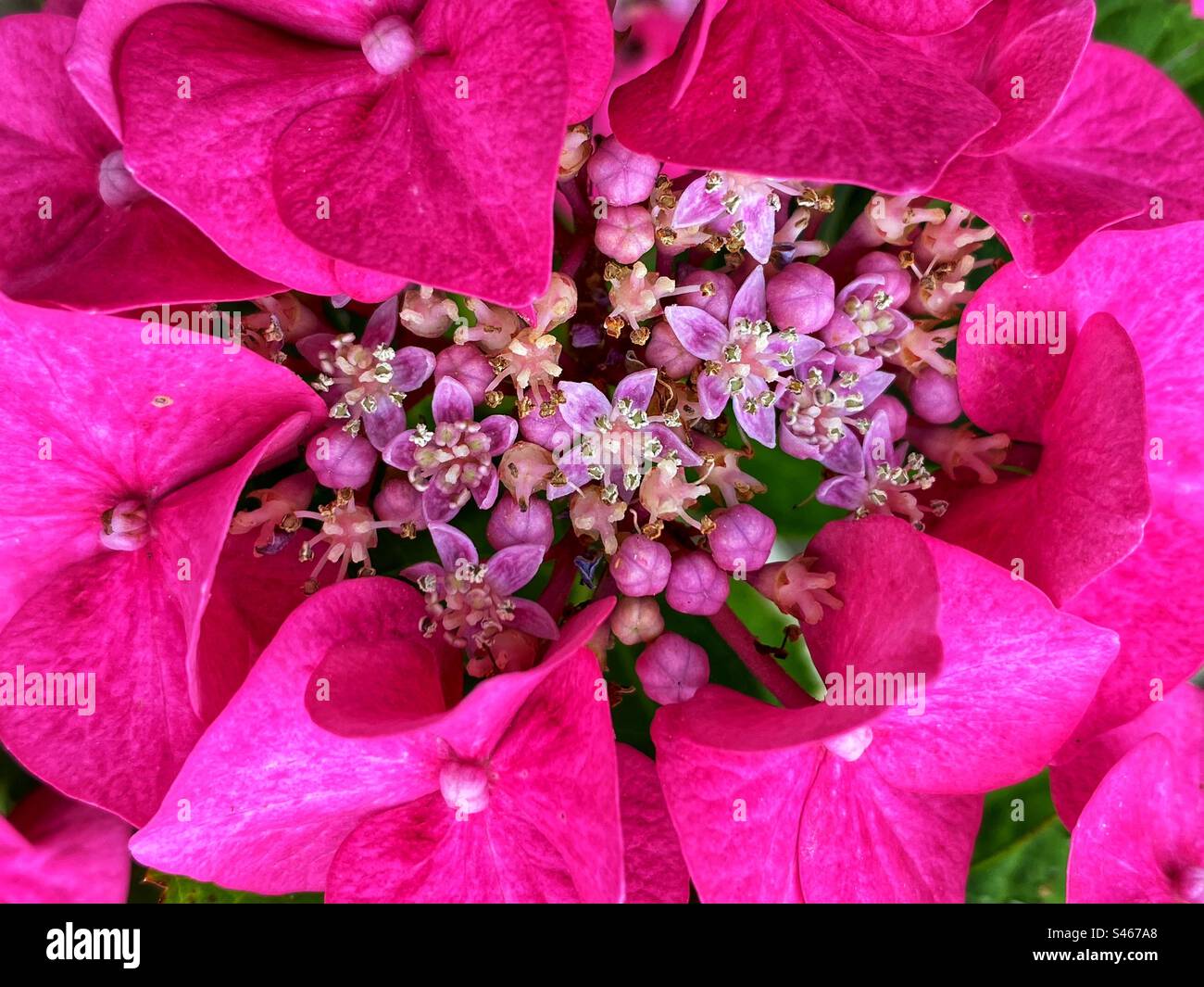 Pink hydrangea - Smartphone Captured Stock Image