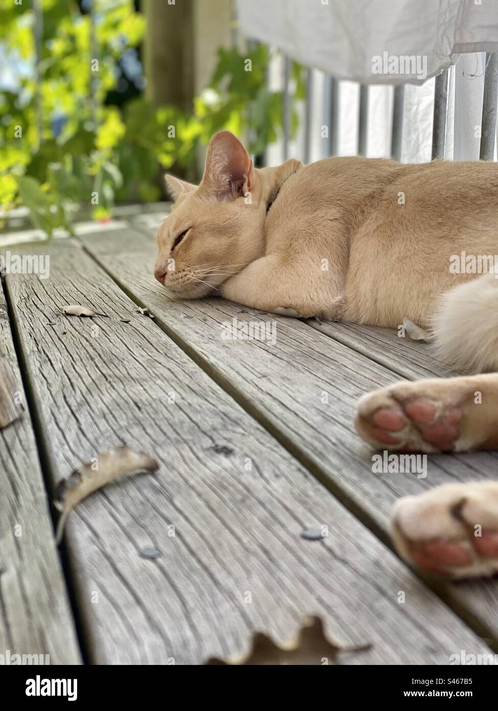Cat napping outside in the sunshine Stock Photo Alamy