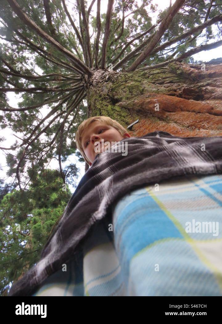 Boy on s Tree! - Smartphone Captured Stock Image