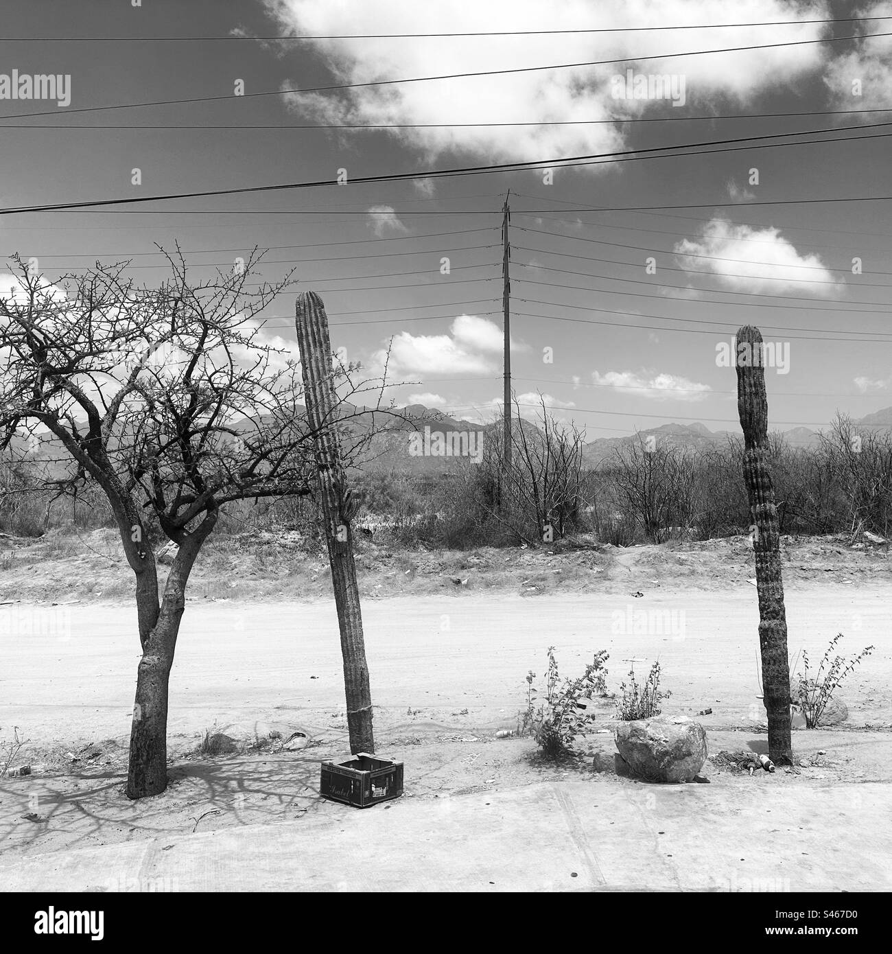 June, 2023, Along the road in San Jose del Cabo, Baja California Sur, Mexico - Smartphone Captured Stock Image