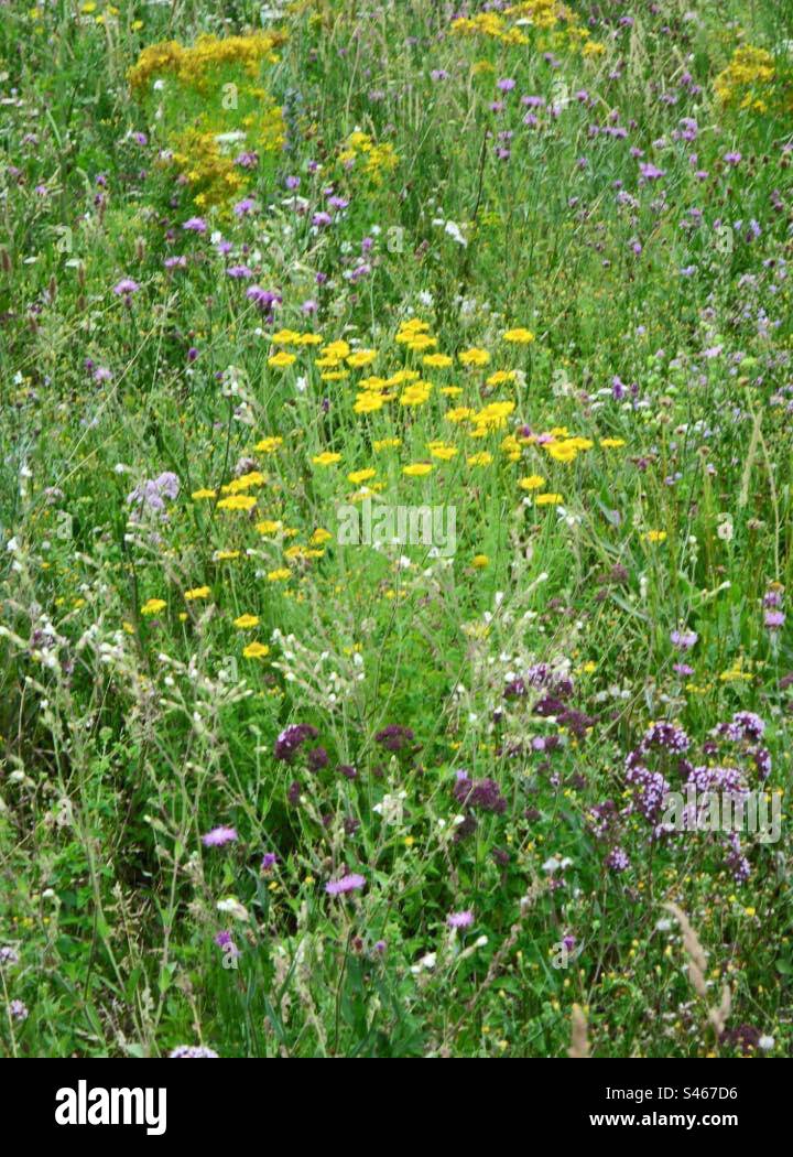Natural Meadow - Smartphone Captured Stock Image
