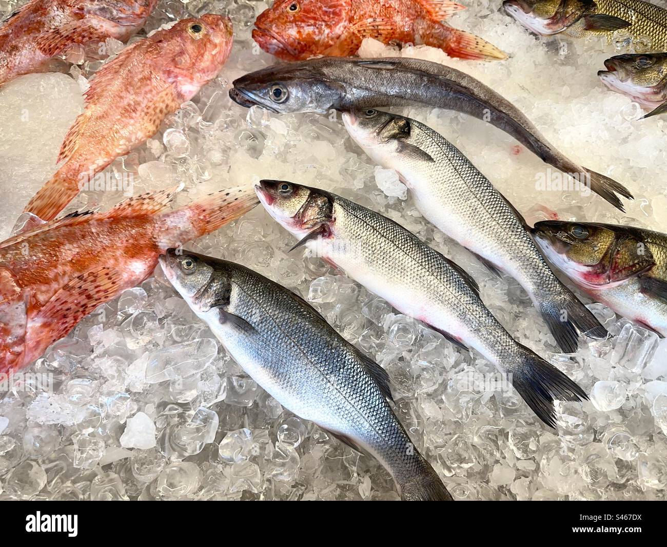Selection of fresh fish on ice in a market - Smartphone Captured Stock Image