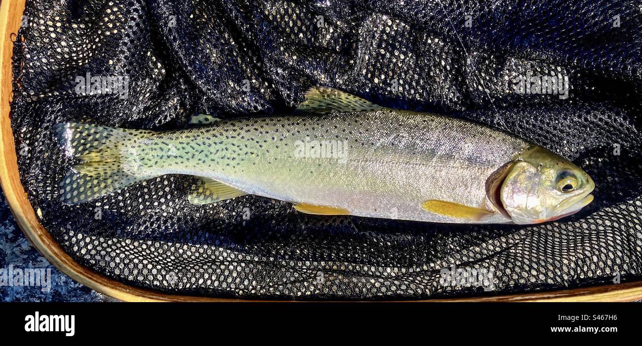 Cutthroat trout in the net caught fly fishing in the Elk River in South Kootenay, British Columbia, Canada. - Smartphone Captured Stock Image