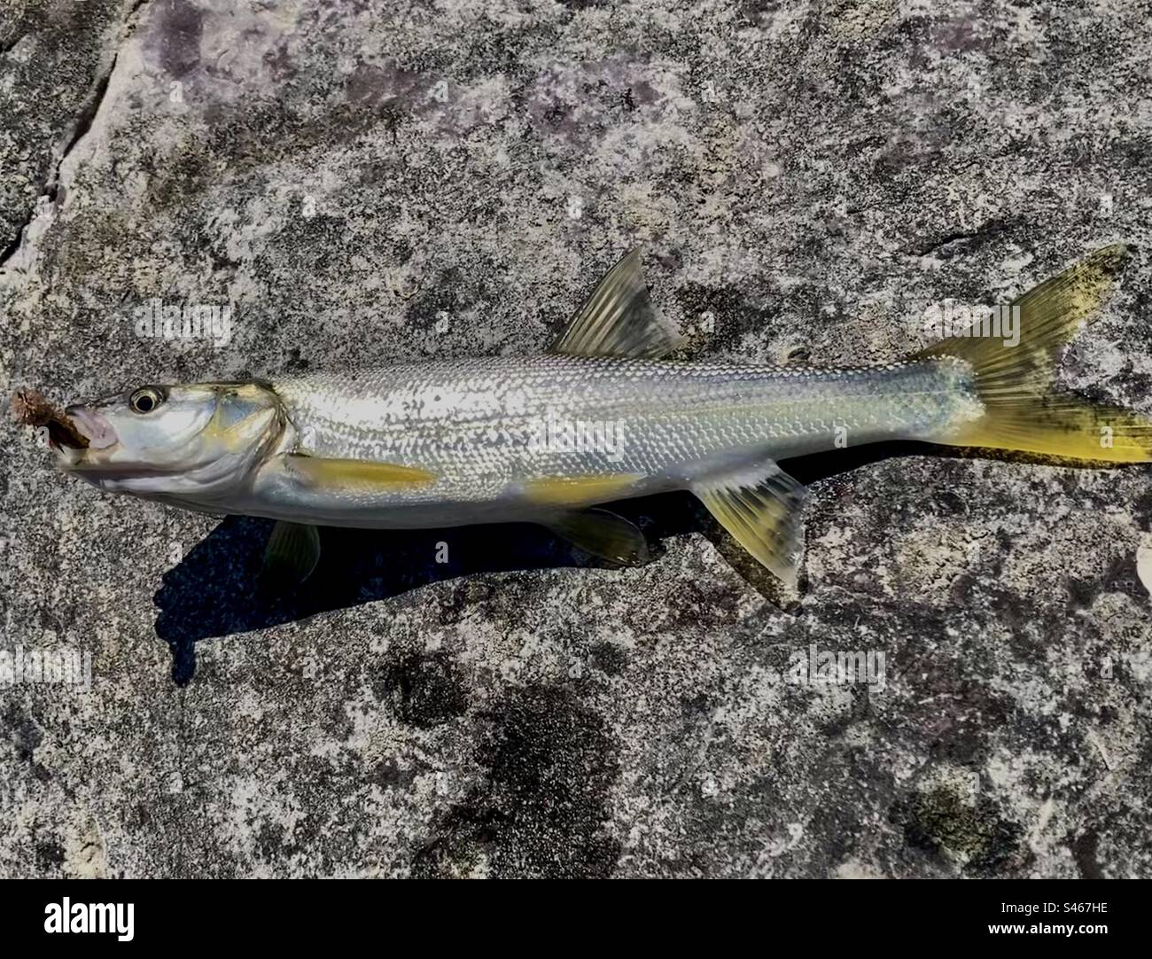 A whitefish caught and released fly fishing in the Ell River, South Kootenay, British Columbia, Canada. - Smartphone Captured Stock Image