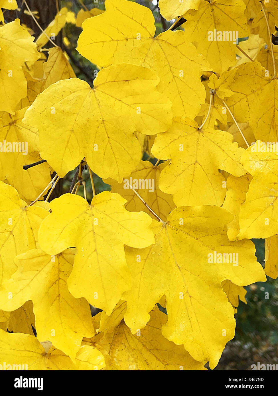 Yellow leaves - Smartphone Captured Stock Image