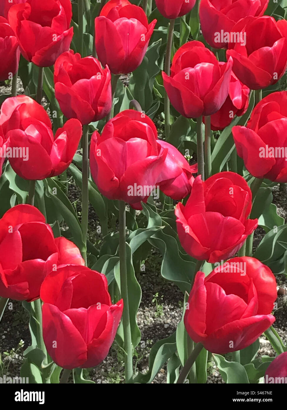 Tulipanes rojos rojos hi res stock photography and images Alamy Tulipanes rojos rojos hi res stock photography and images Alamy
