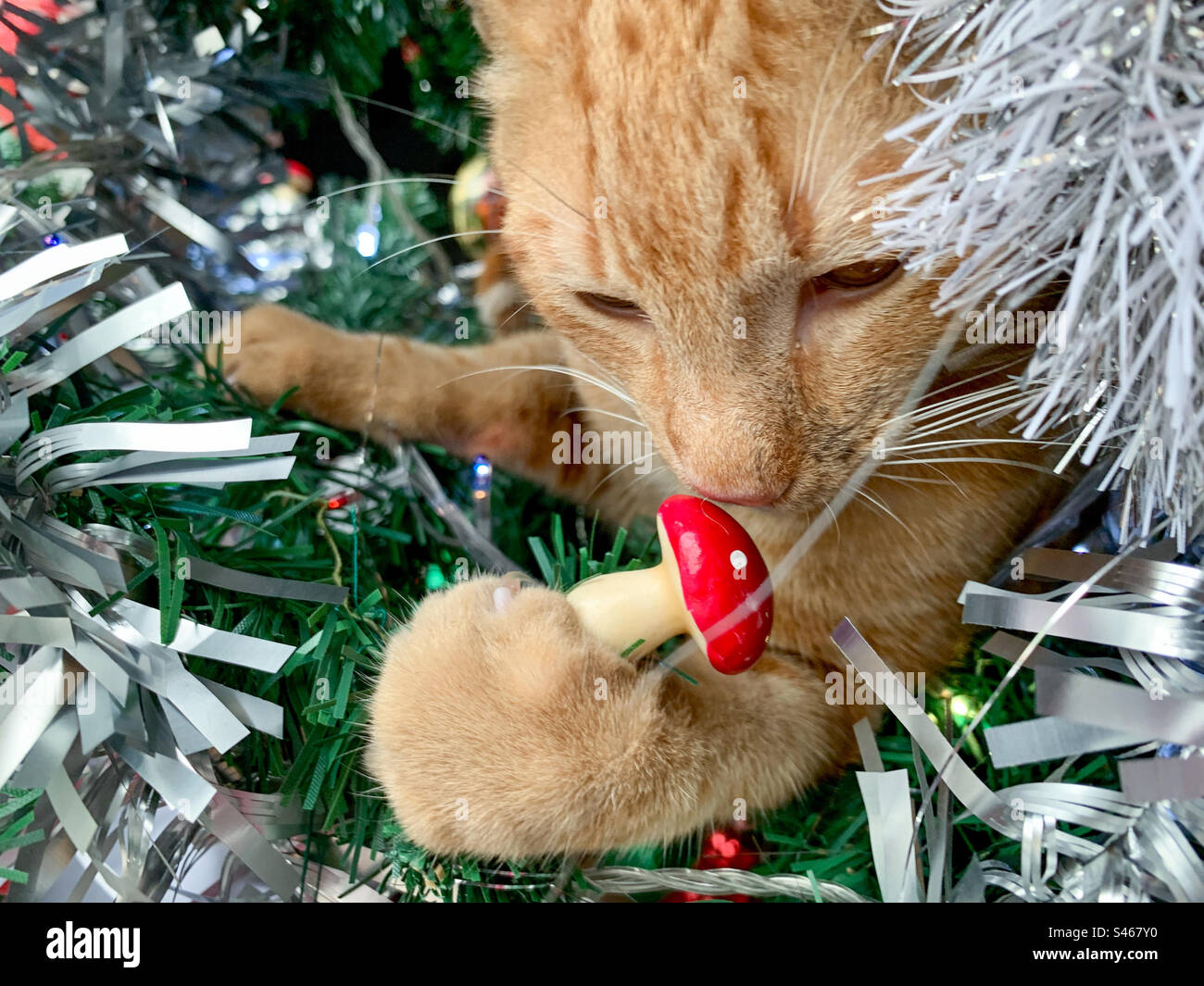 Ginger cat in Christmas tree holds mushroom ornament. - Smartphone Captured Stock Image