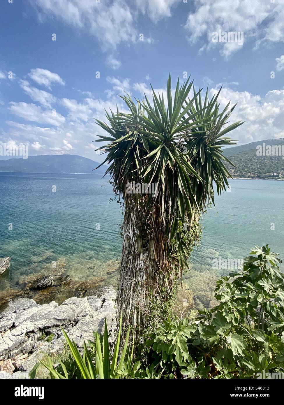 Prickly tree over the Ionian Sea, Kefalonia, Greece - Smartphone Captured Stock Image