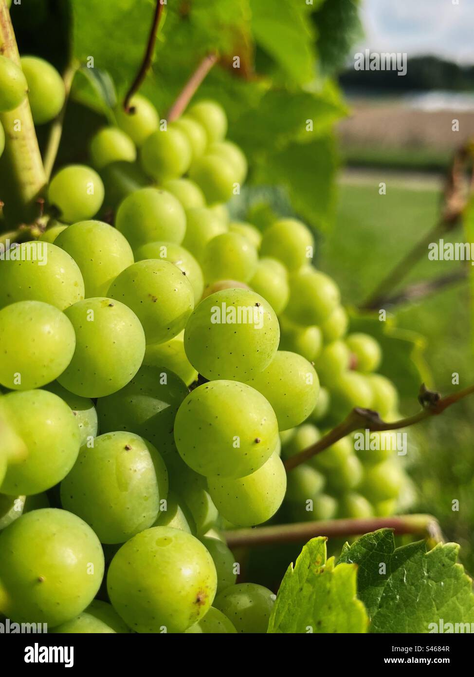 Grapes growing in a vineyard in Belgium - Smartphone Captured Stock Image