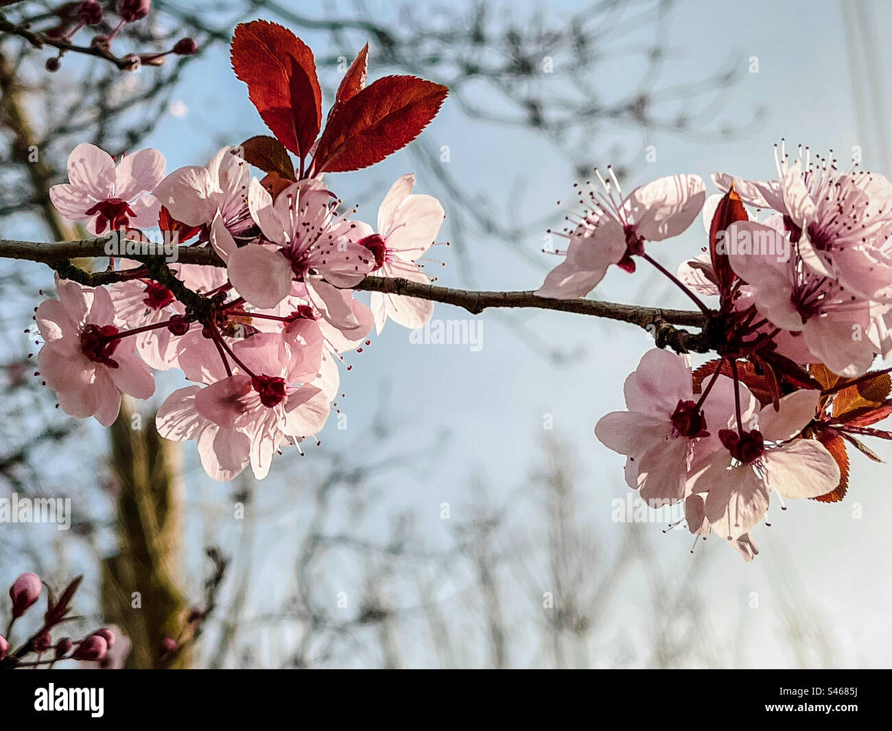 Close-up of pink blossoms of cherry plum or Prunus cerasifera tree with mauve leaves in springtime against tree branches and sky. Focus on foreground. Season. In bloom. Macro photography. Backgrounds. - Smartphone Captured Stock Image