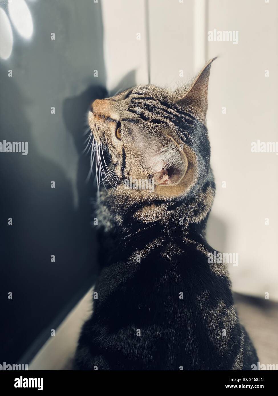 Cat chasing shadows on the wall Stock Photo Alamy