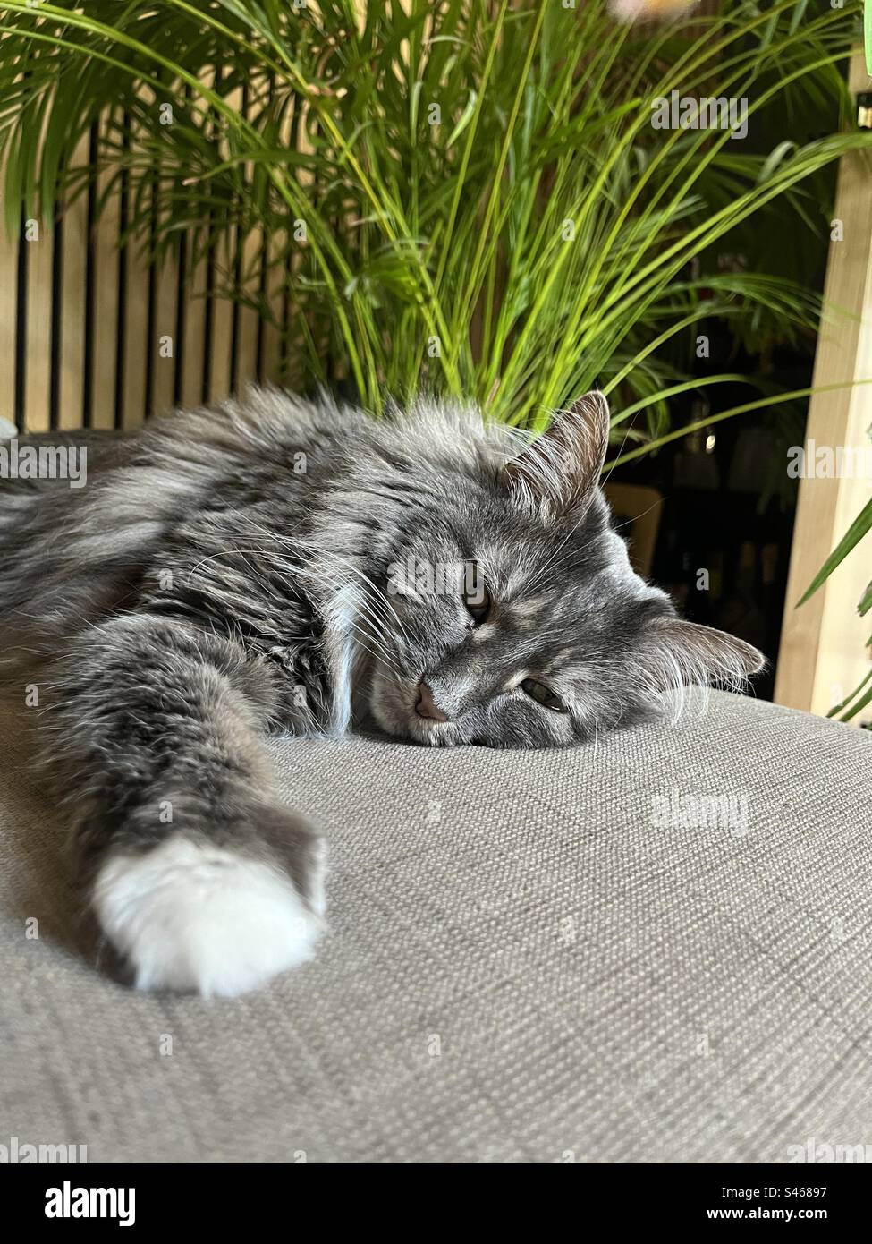 Grey and white Siberian cat sleeping on the sofa with her paw out and a