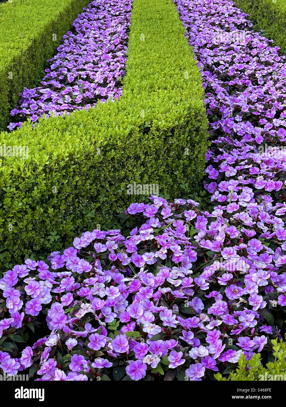 Mauve flowers Stock Photo