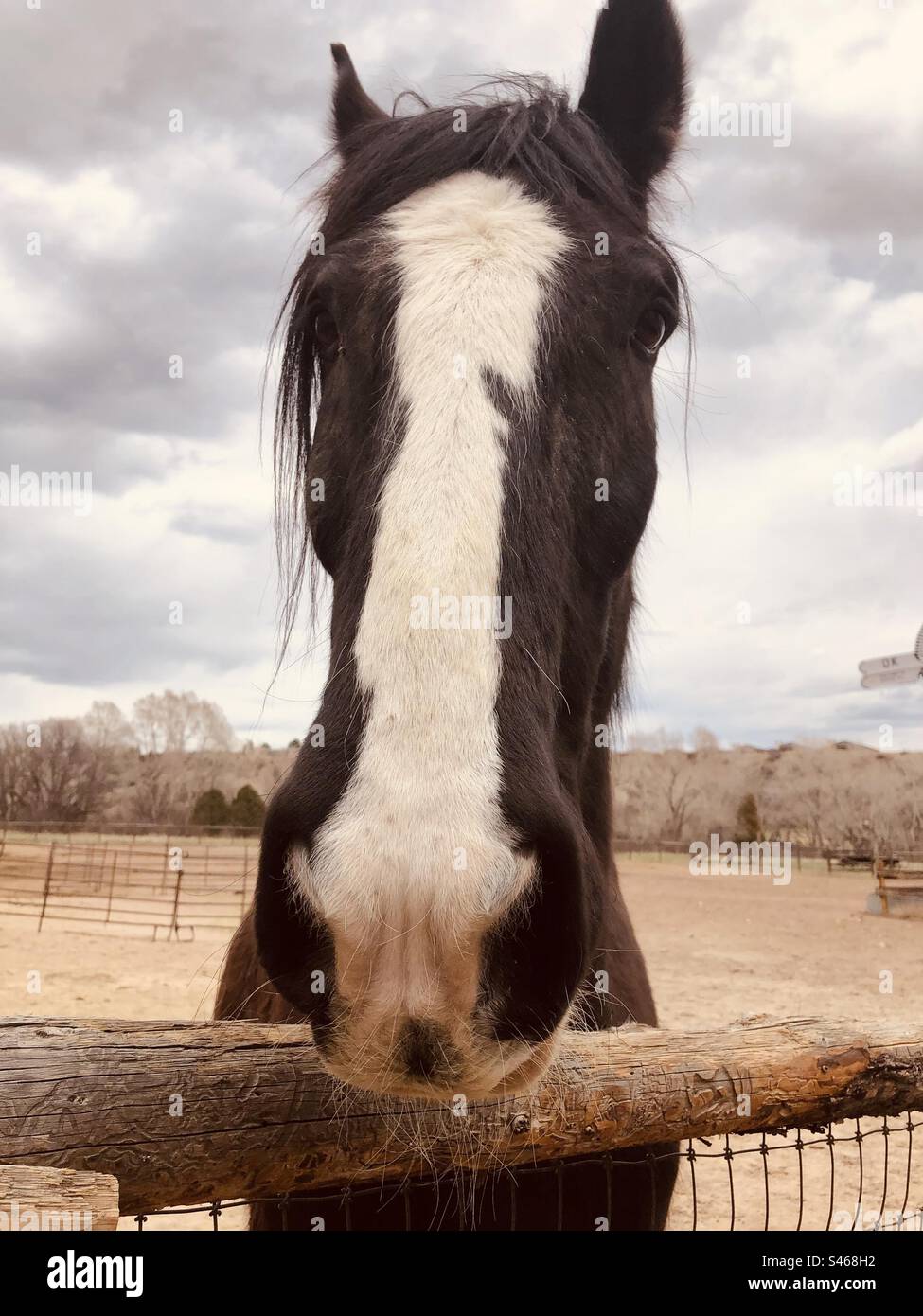 Horse - Smartphone Captured Stock Image