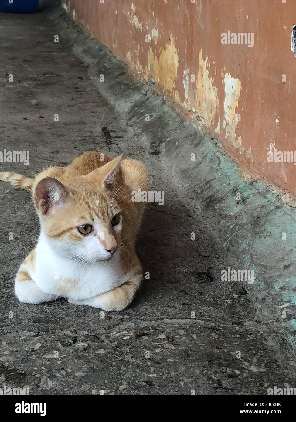 Cat - Smartphone Captured Stock Image
