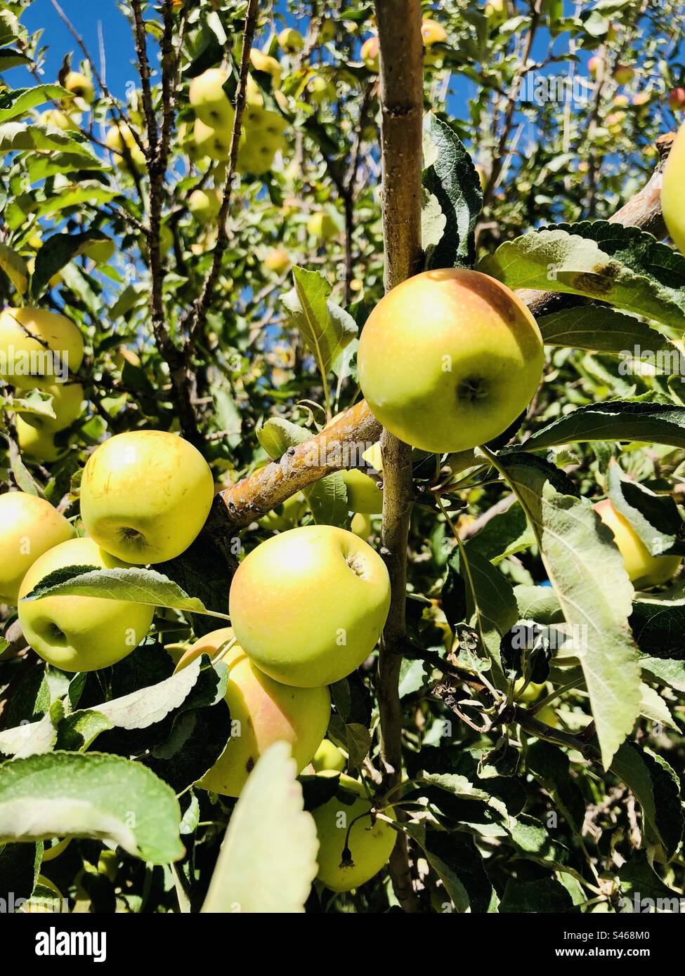 Apples - Smartphone Captured Stock Image