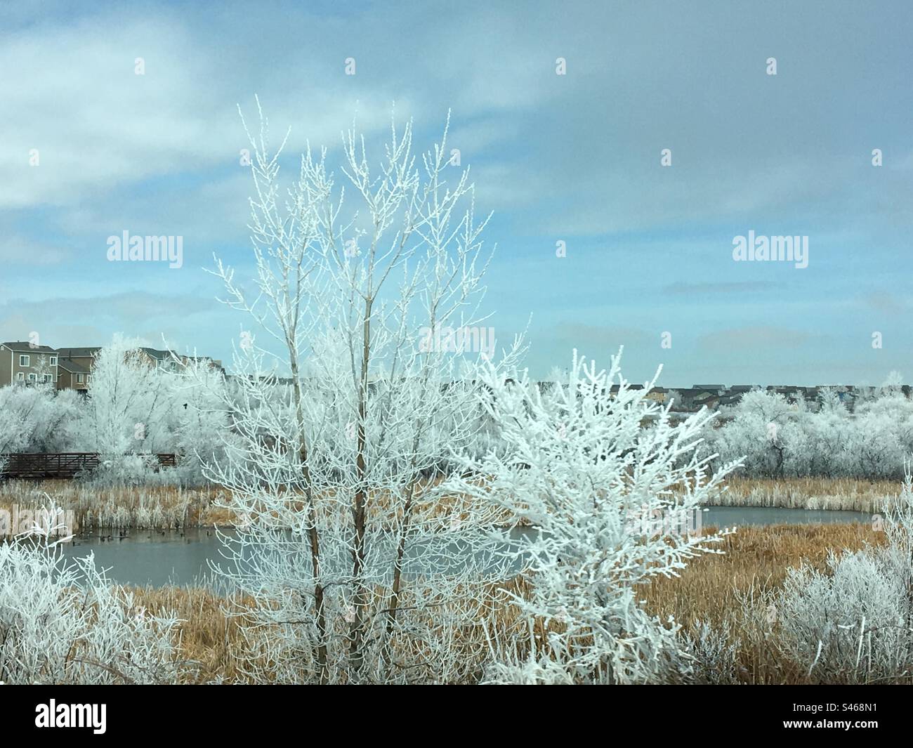 Frosty trees landscape Stock Photo
