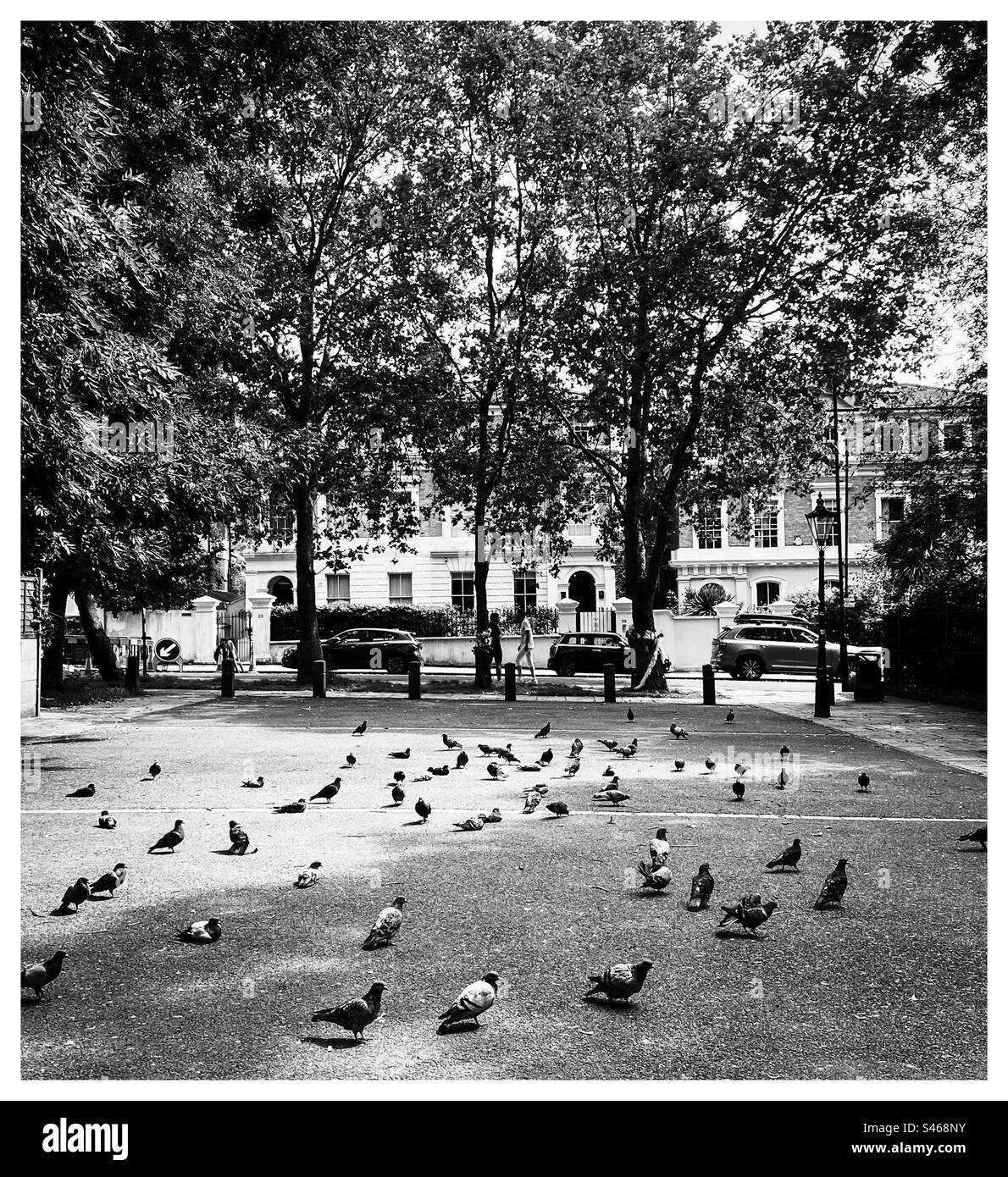Pigeons wait for people to feed them on the ground in Camden Square in London Stock Photo