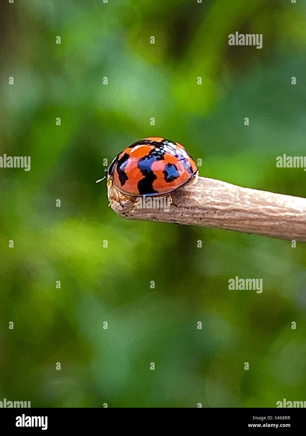 Ladybug Clipart Cute Ladybug Png Bug Clipart Love Bug -  Denmark