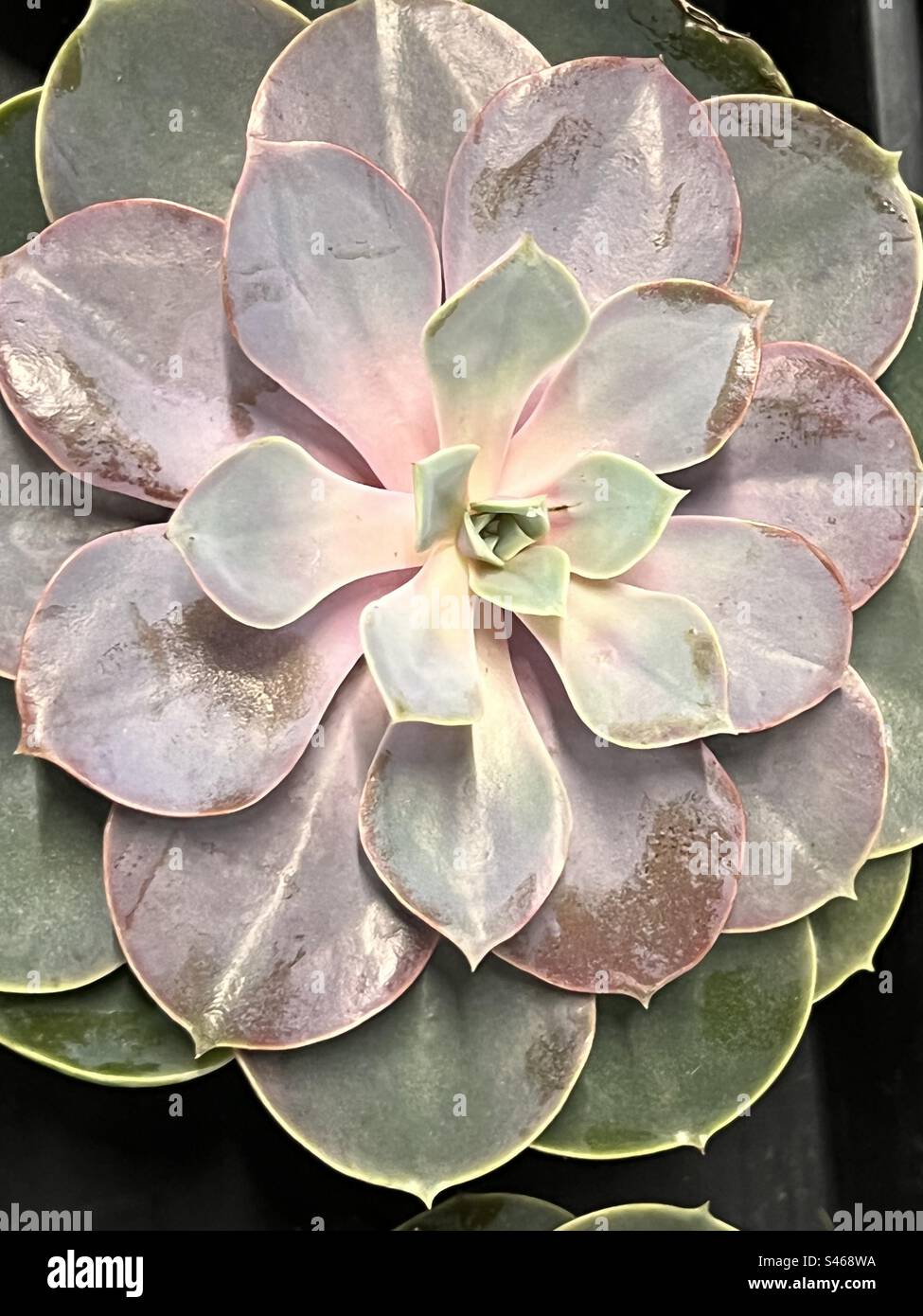 Succulent - Smartphone Captured Stock Image