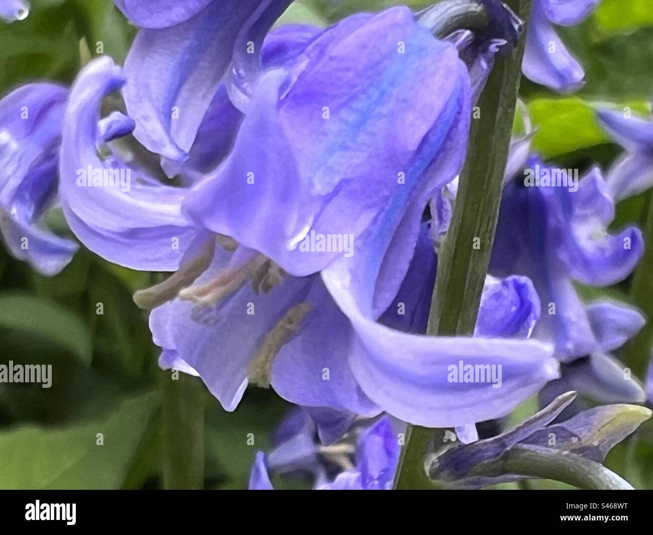 Bluebells - Smartphone Captured Stock Image