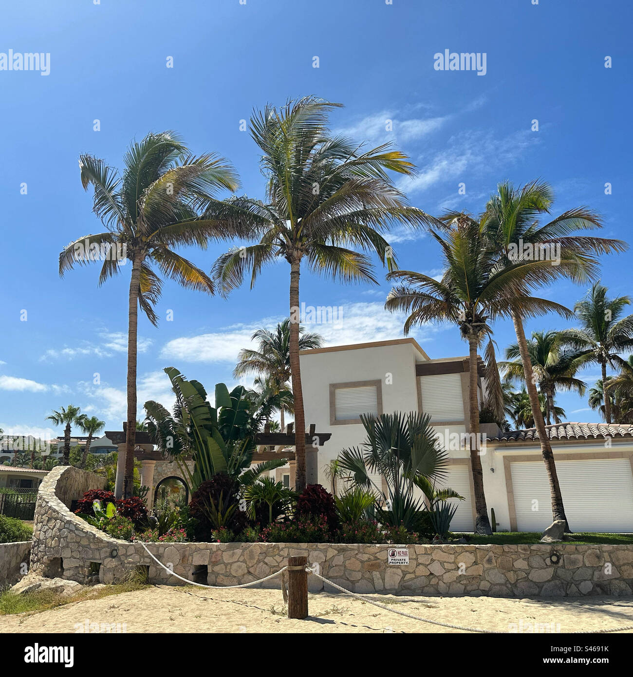 Palm trees, San Jose del Cabo, Los Cabos, Baja California Sur, Mexico - Smartphone Captured Stock Image