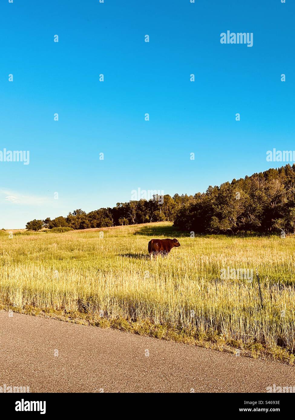 Loose bull in a field - Smartphone Captured Stock Image