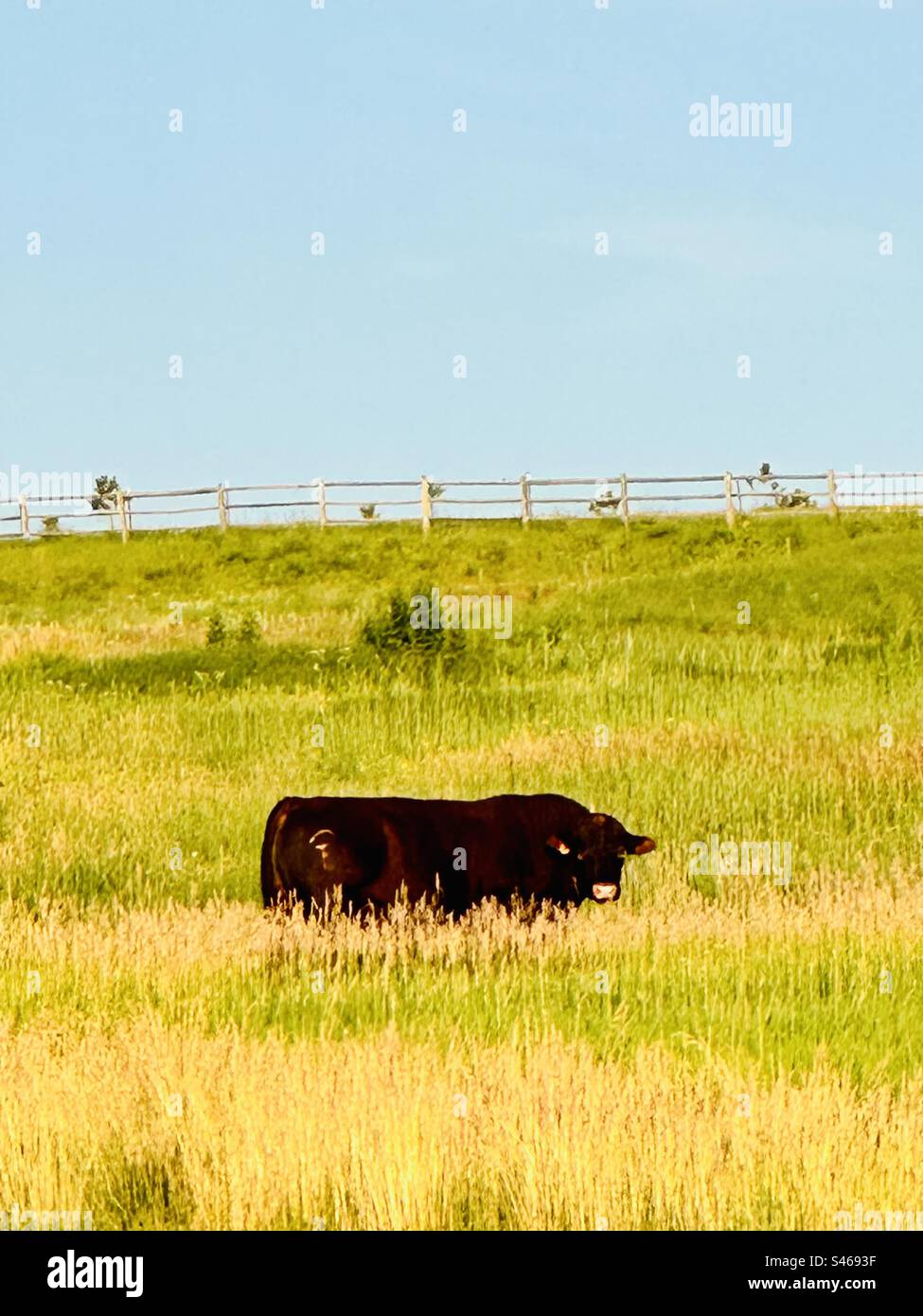Bull in a field - Smartphone Captured Stock Image
