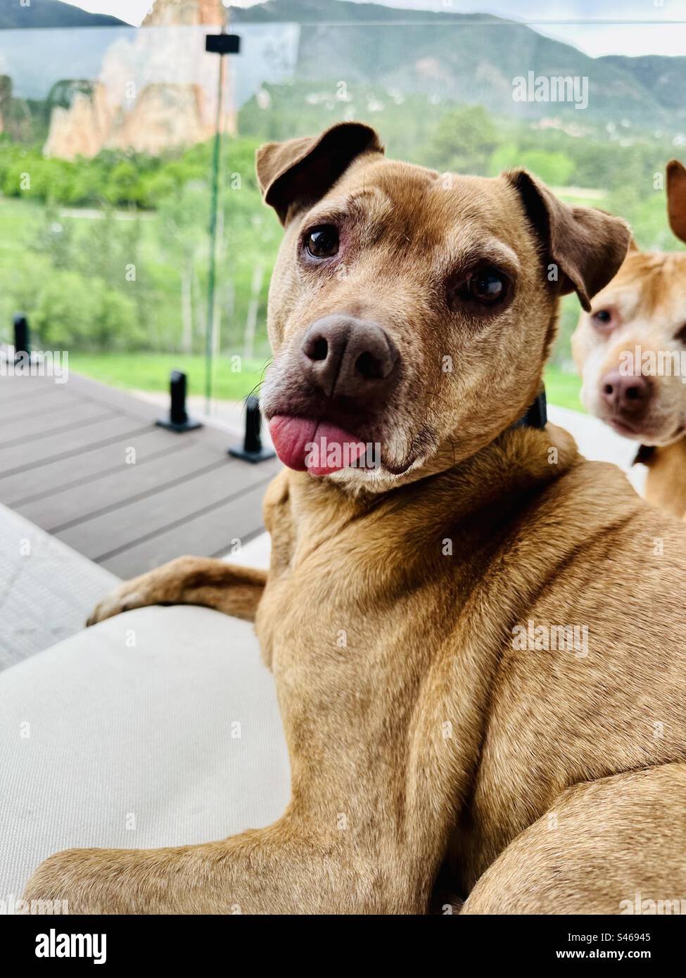 Funny dog - Smartphone Captured Stock Image