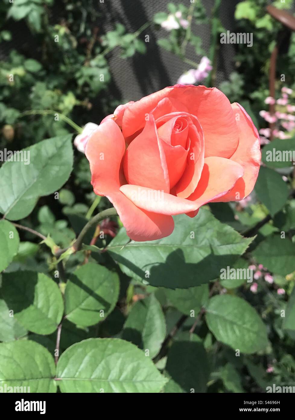 A rose to bloom - Smartphone Captured Stock Image