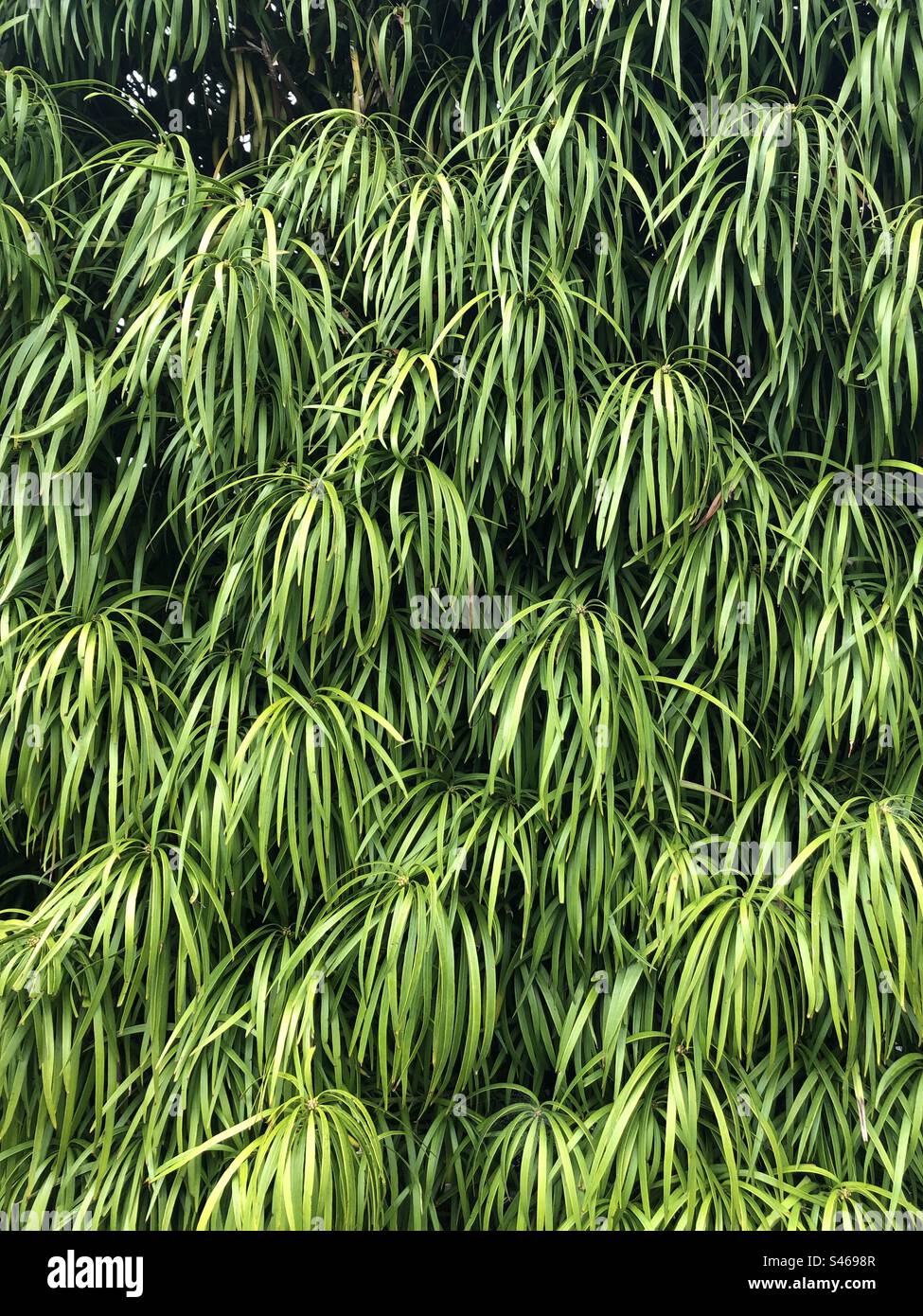 Full frame shot of Henkel's Yellowwood, Podocarpus henkelii foliage Stock Photo