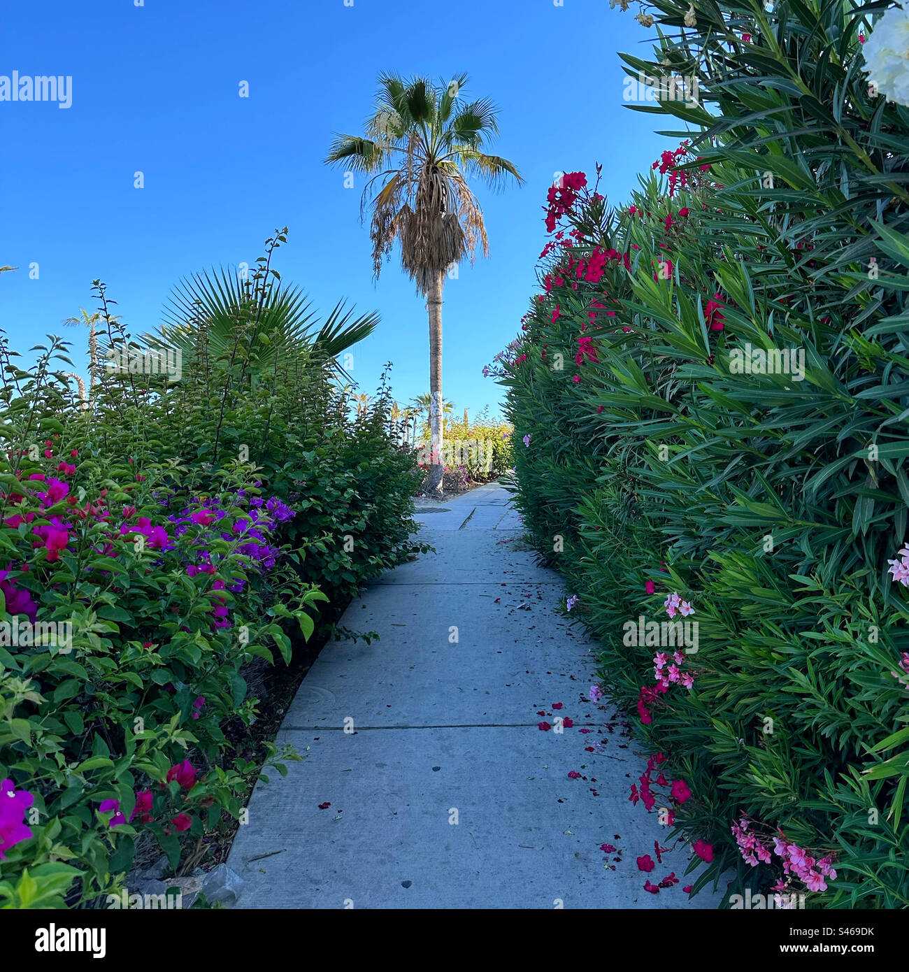 June, 2023, Sidewalk, San Jose del Cabo, Los Cabos, Baja California Sur, Mexico - Smartphone Captured Stock Image