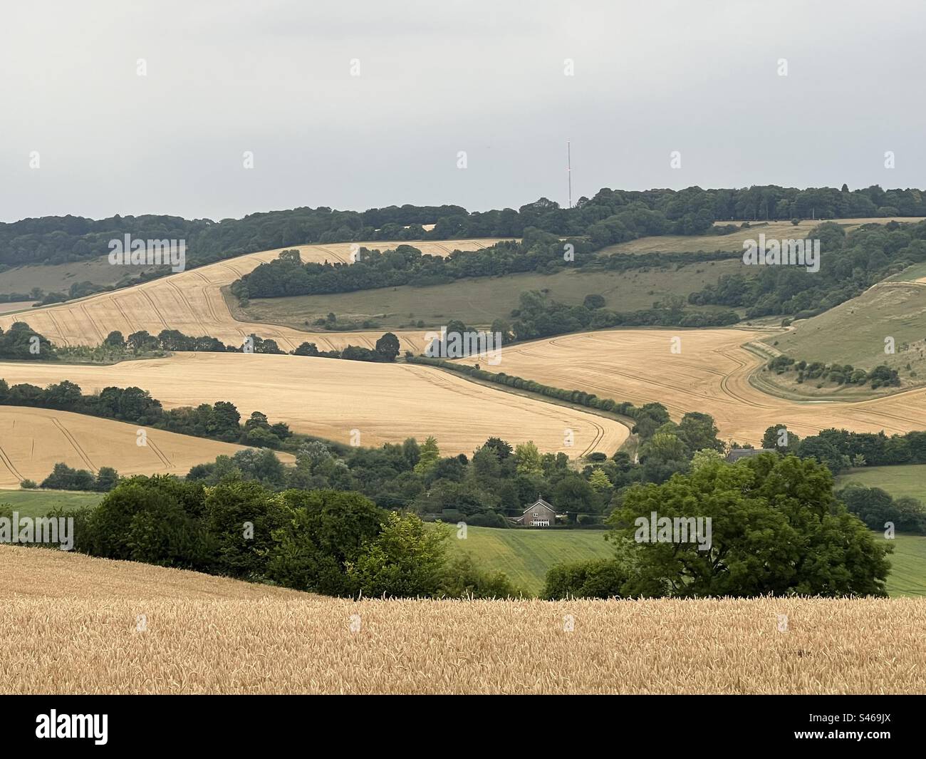 The golden fields of Wiltshire - Smartphone Captured Stock Image