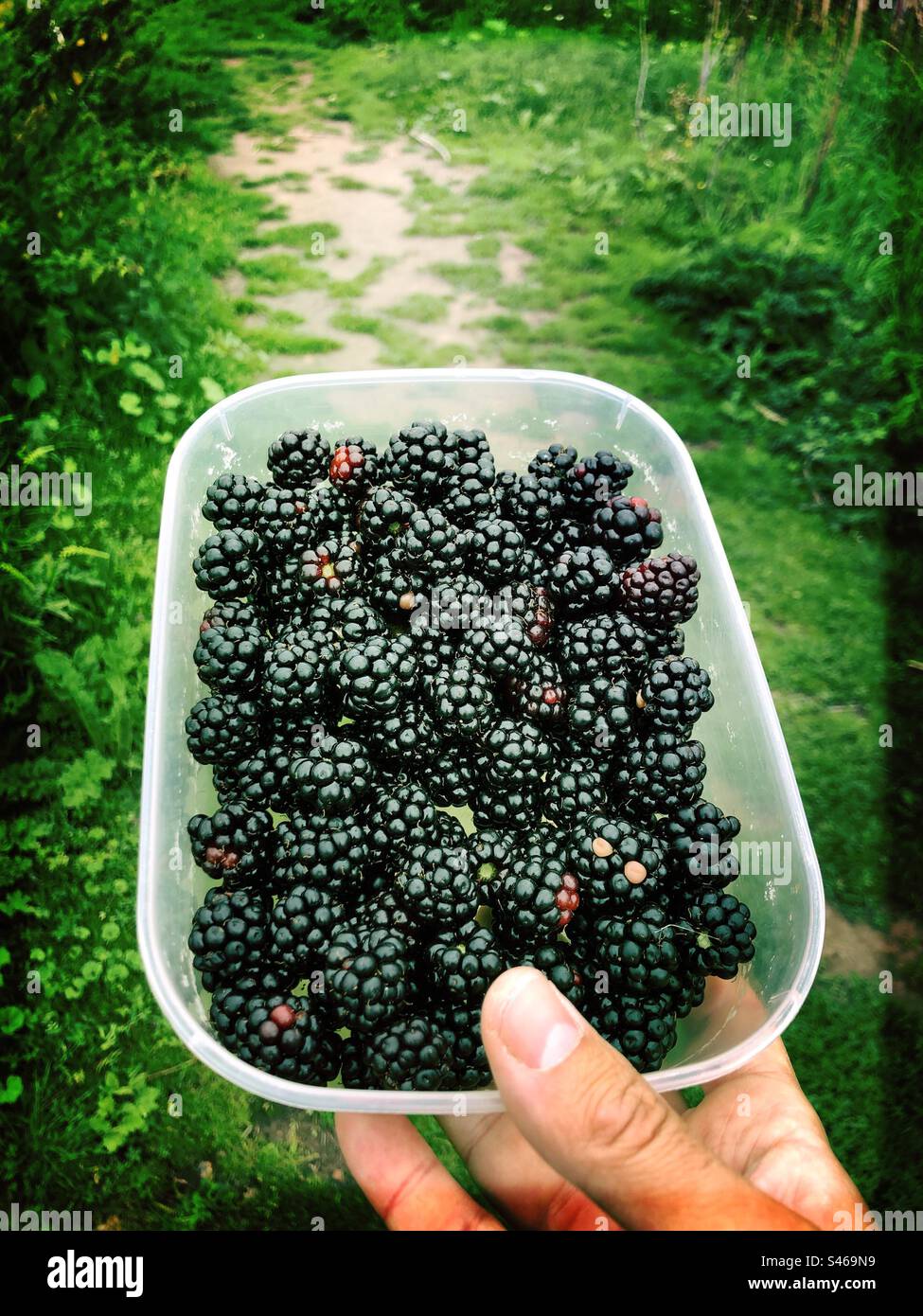 Freshly picked blackberries Stock Photo