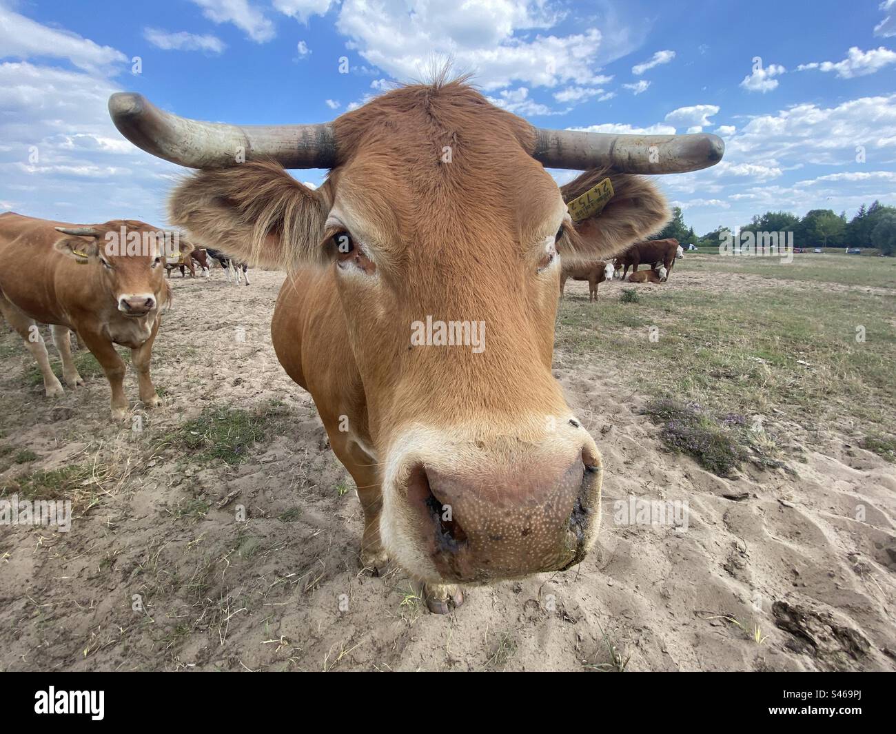 Cow portrait - Smartphone Captured Stock Image