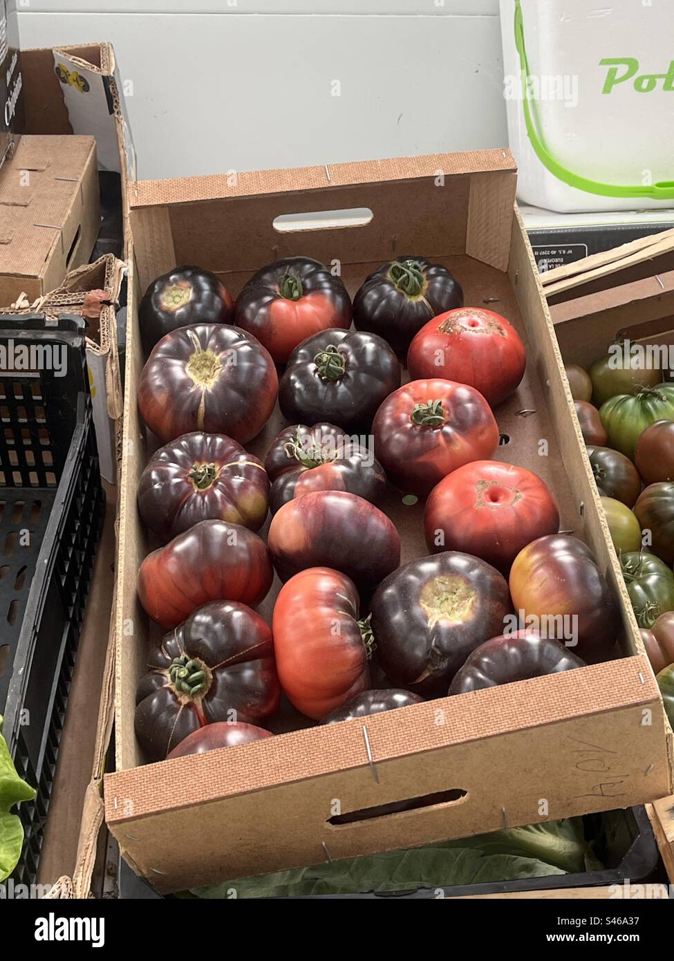 Heritage tomatoes in Spain Stock Photo Alamy