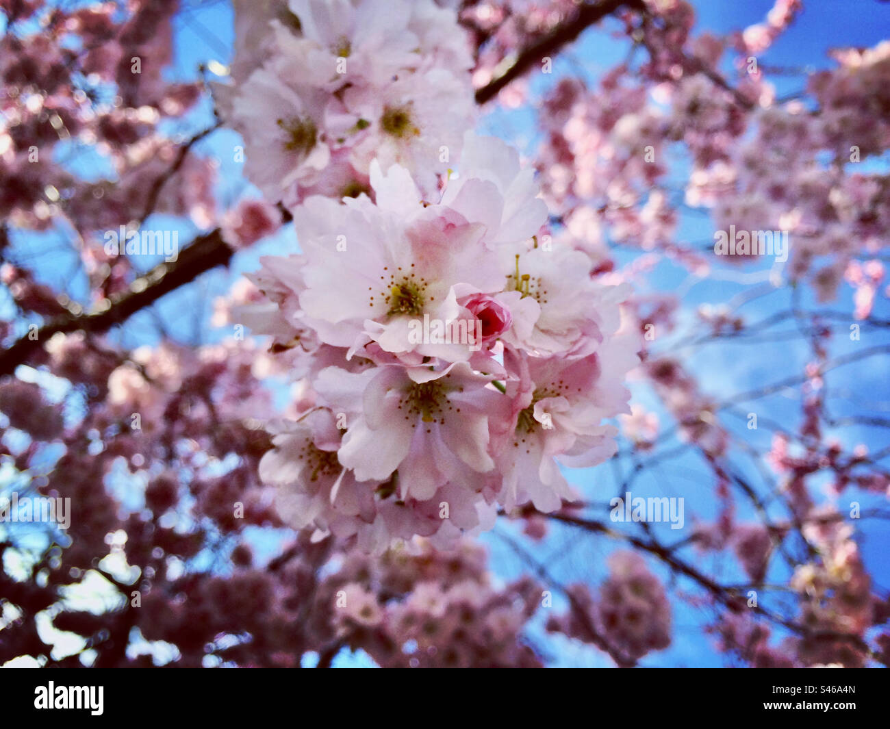 Cherry blossom in the air, York, UK Stock Photo