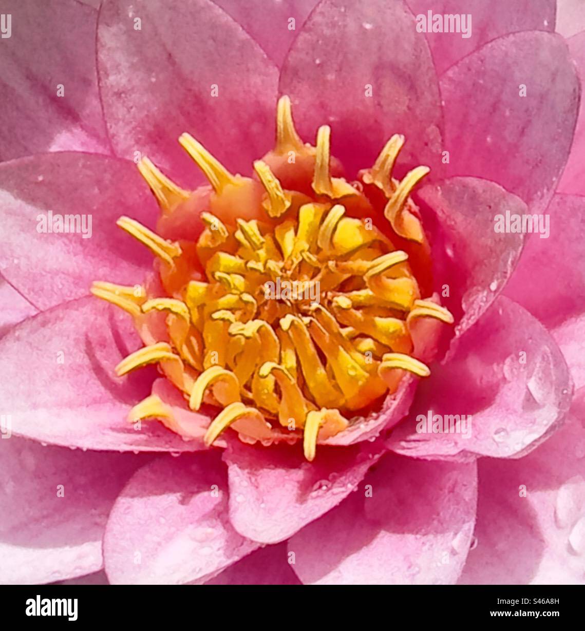 Water Lily close up - Smartphone Captured Stock Image