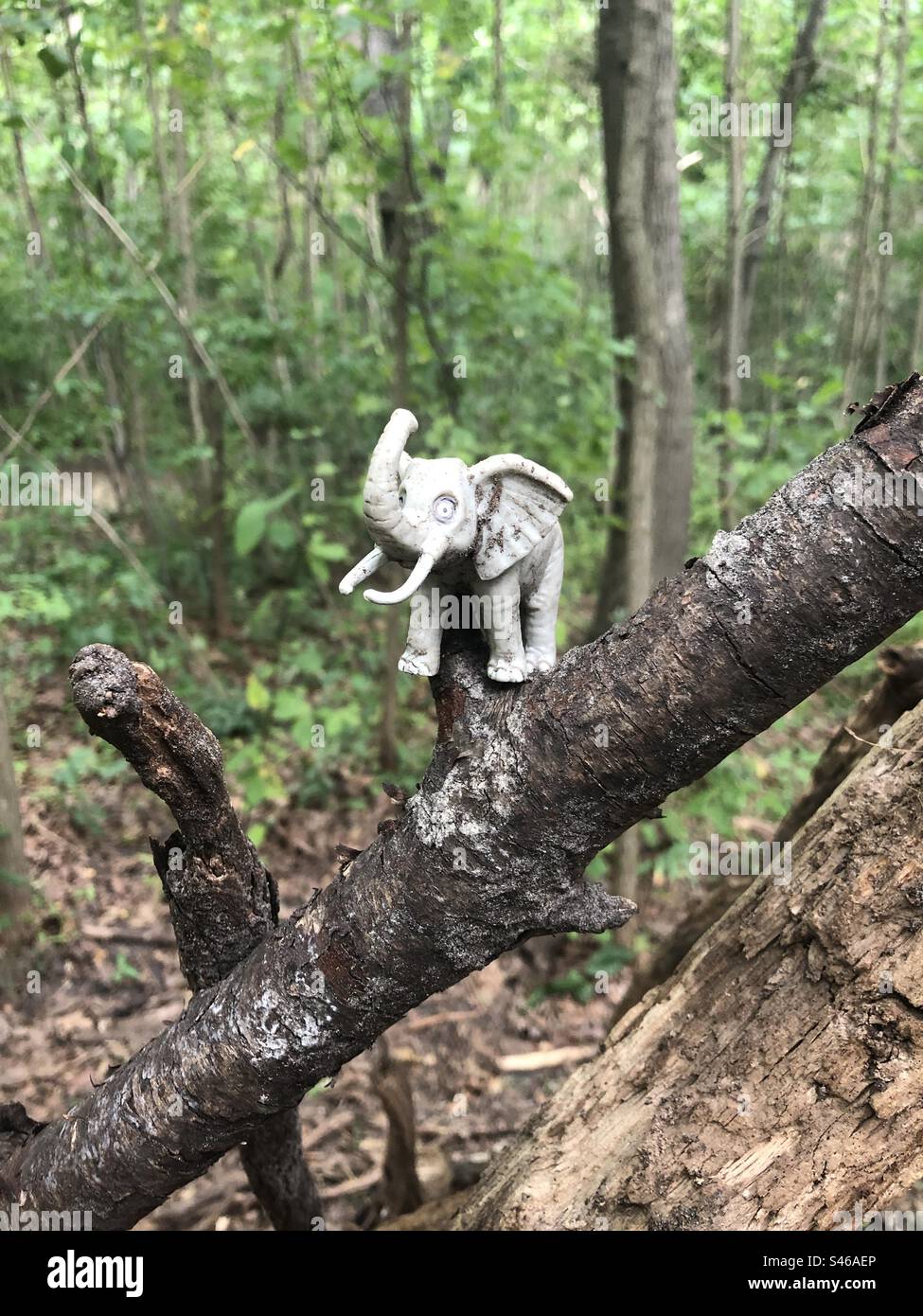 A small plastic elephant on a tree branch in the woods. - Smartphone Captured Stock Image