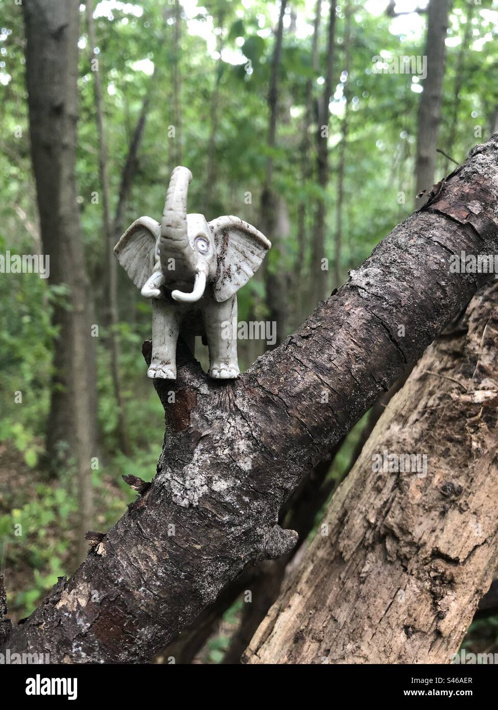 A plastic gray elephant sitting on a tree branch. - Smartphone Captured Stock Image