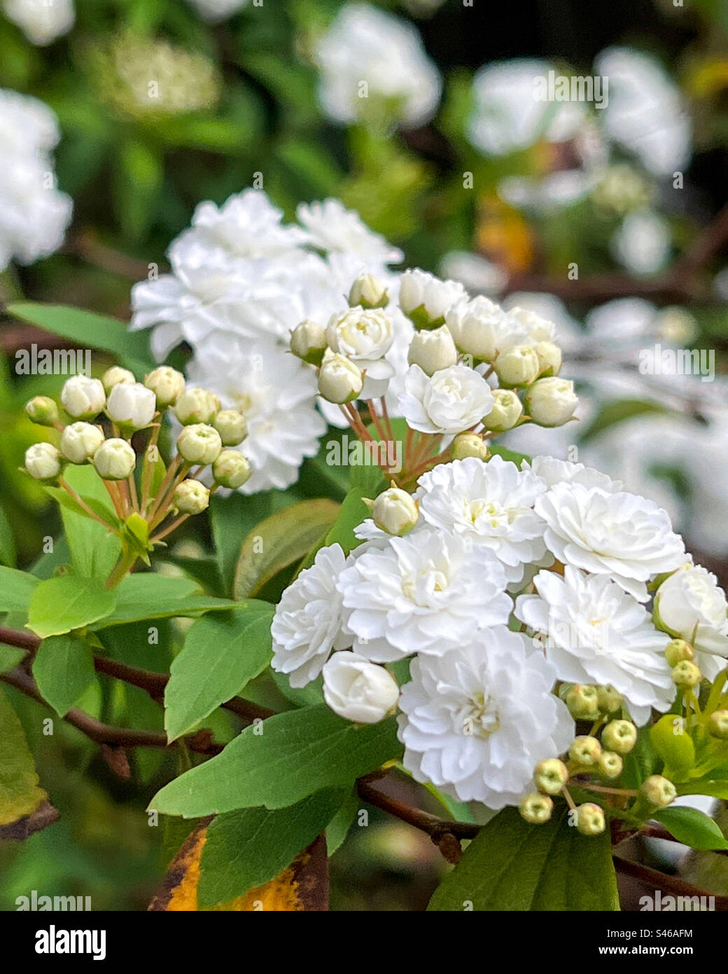 Tiny white flowers in cluster hi-res stock photography and images - Alamy