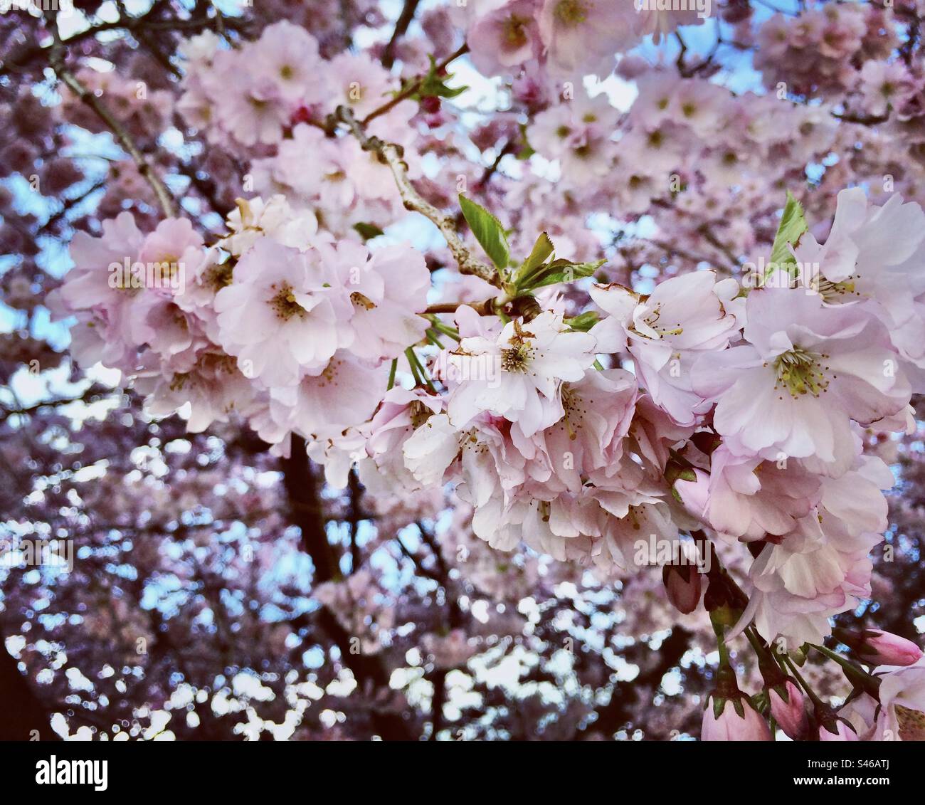 Bloomingseason hires stock photography and images Alamy