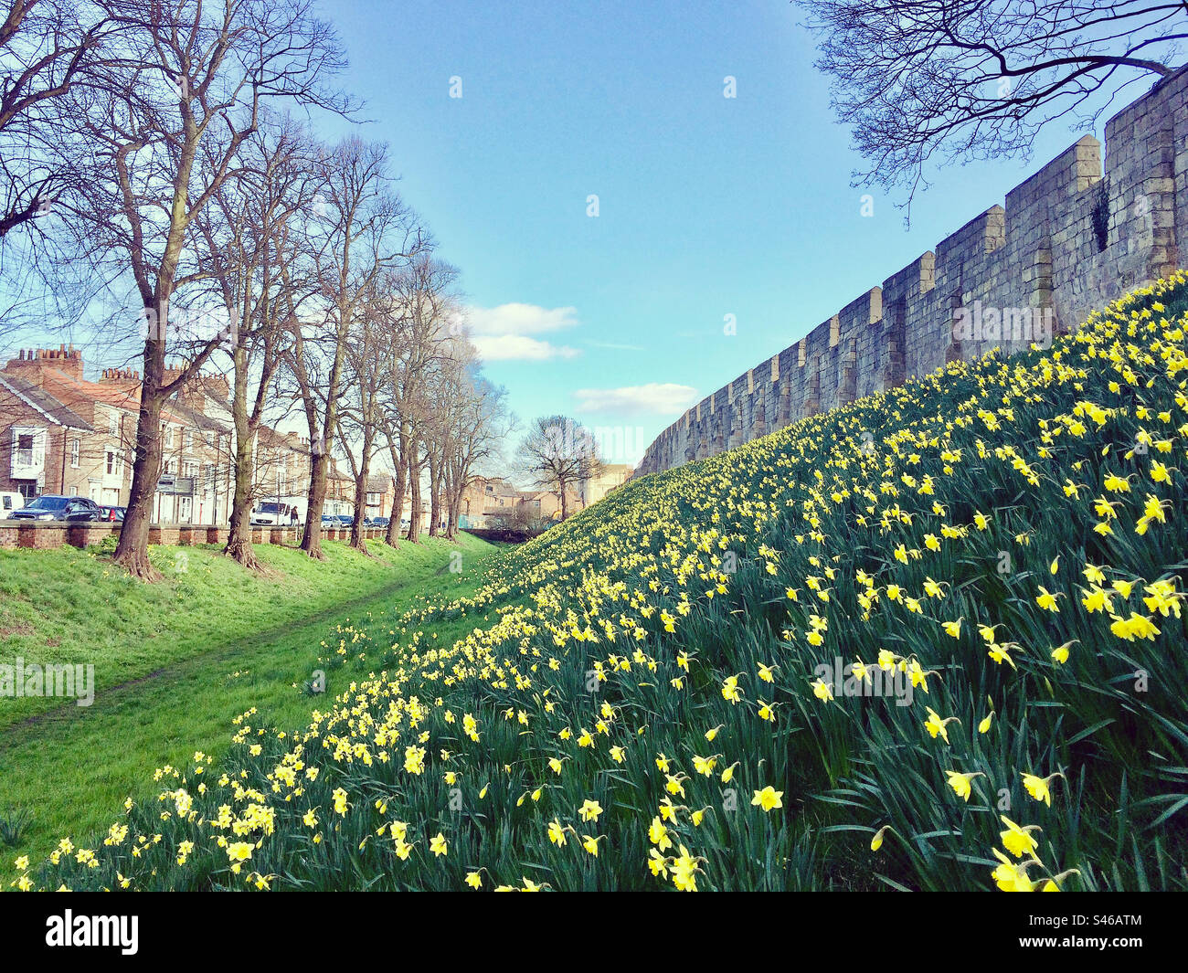 Spring Daffodils blooming under the city walls in York, UK Stock Photo
