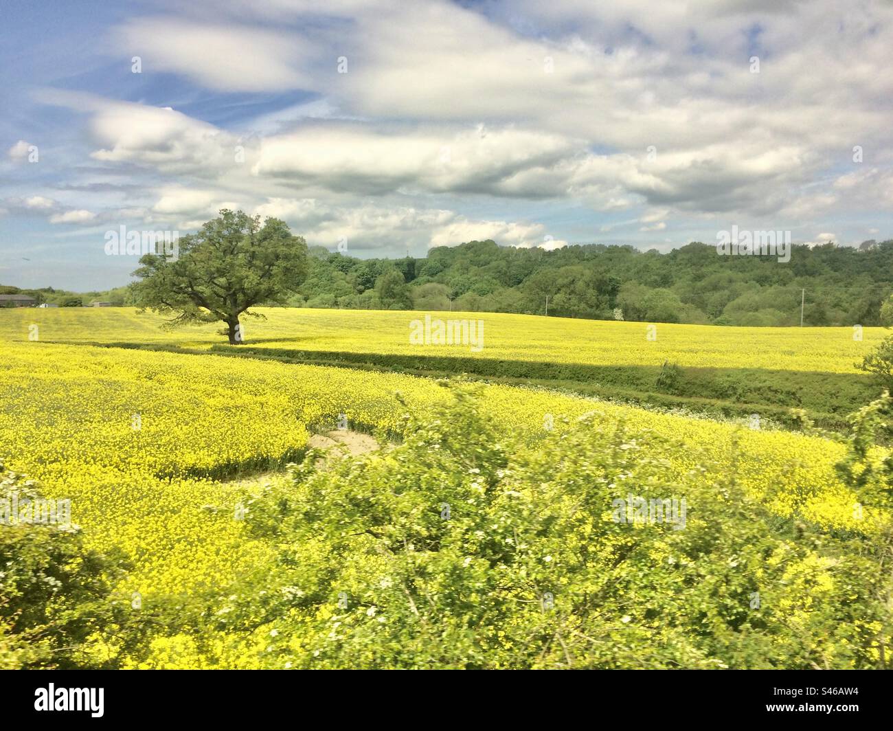 Amazing view of a lonely tree with Brassica Napus field in Yorkshire, UK Stock Photo
