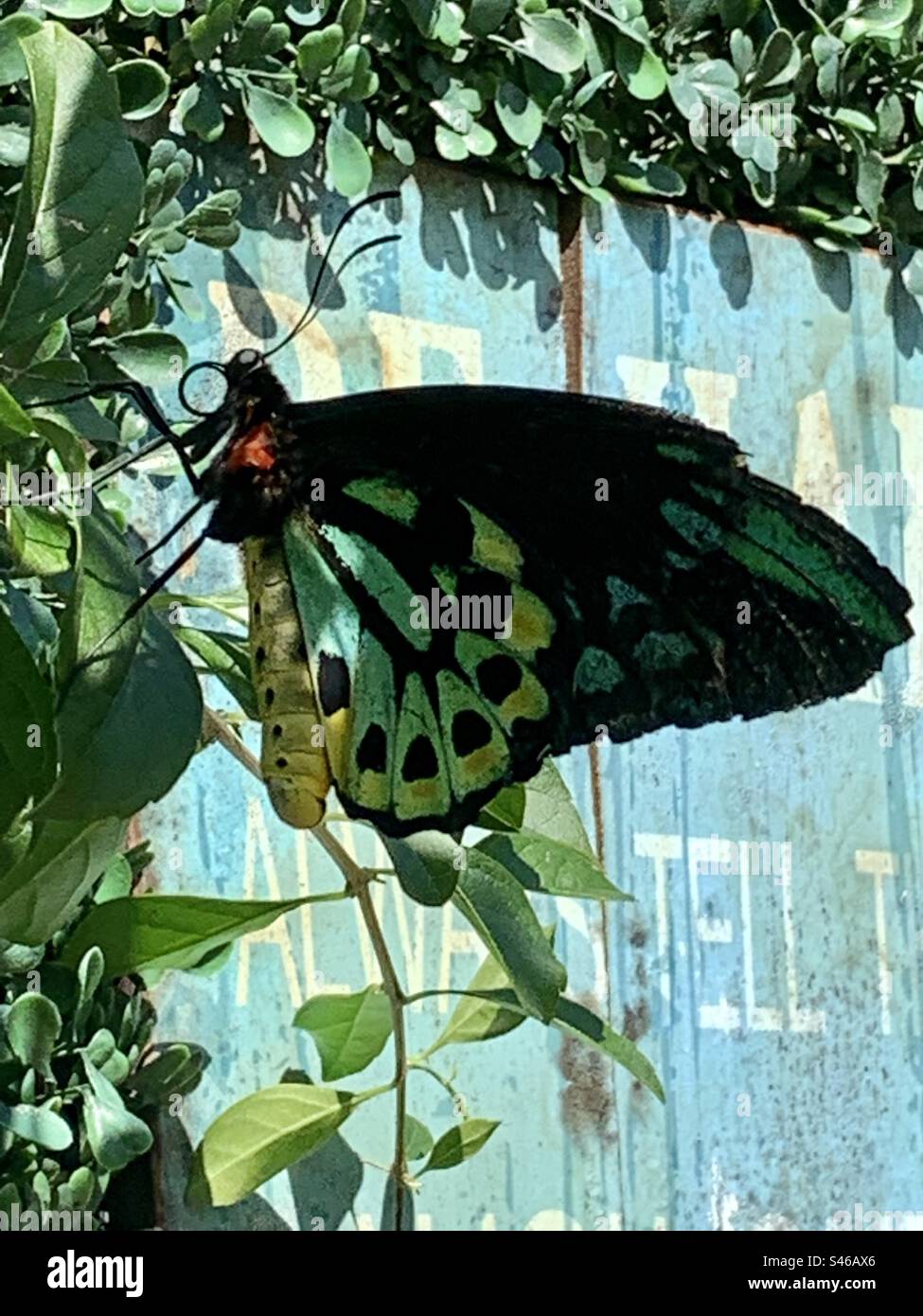 Cairns Birdwing Butterfly Stock Photo Alamy