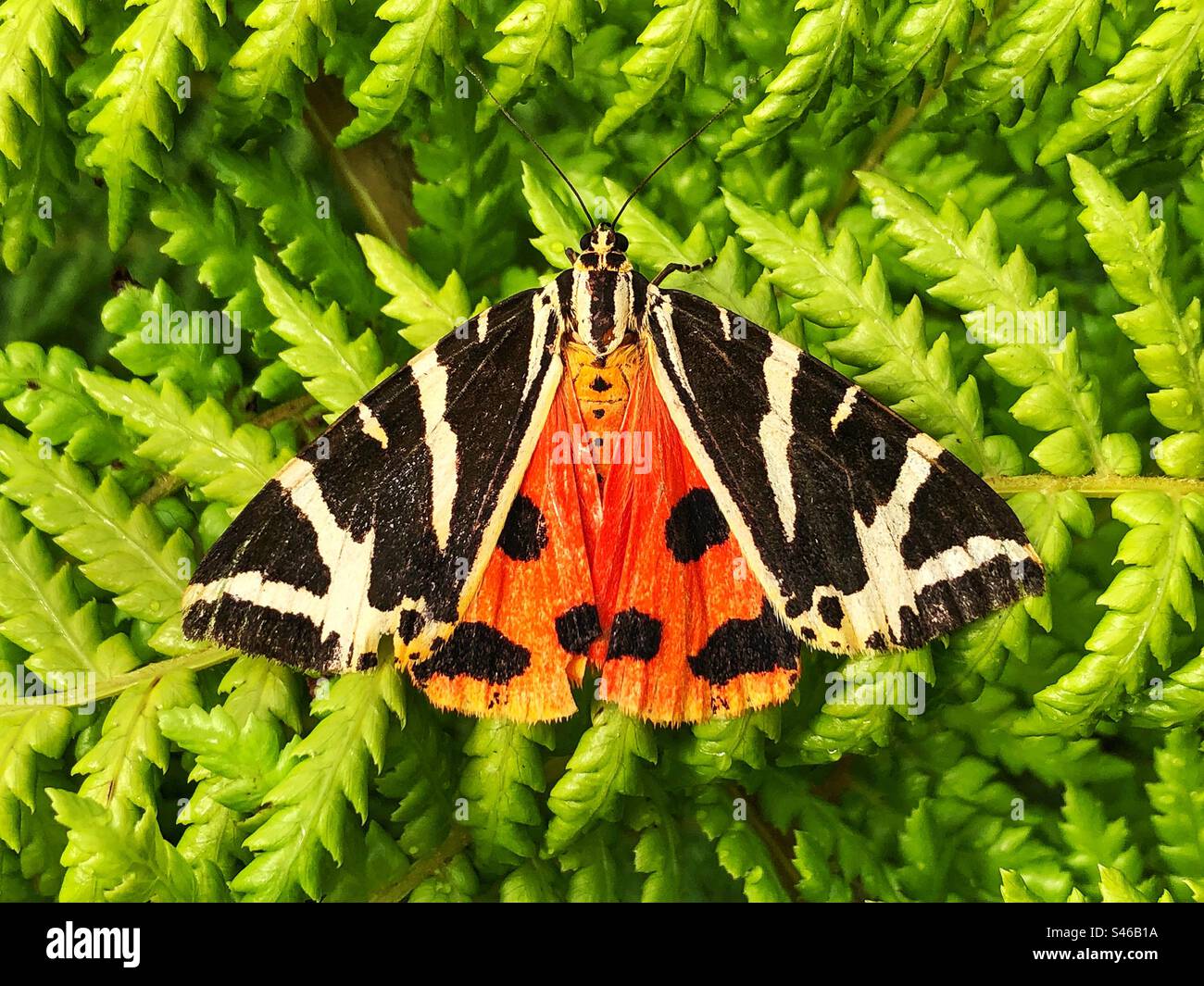 Jersey Tiger moth (Euplagia quadripunctaria) showing its warning colours to deter would-be predators of its poisonous body fluids. Location: Hampshire garden United Kingdom - Smartphone Captured Stock Image